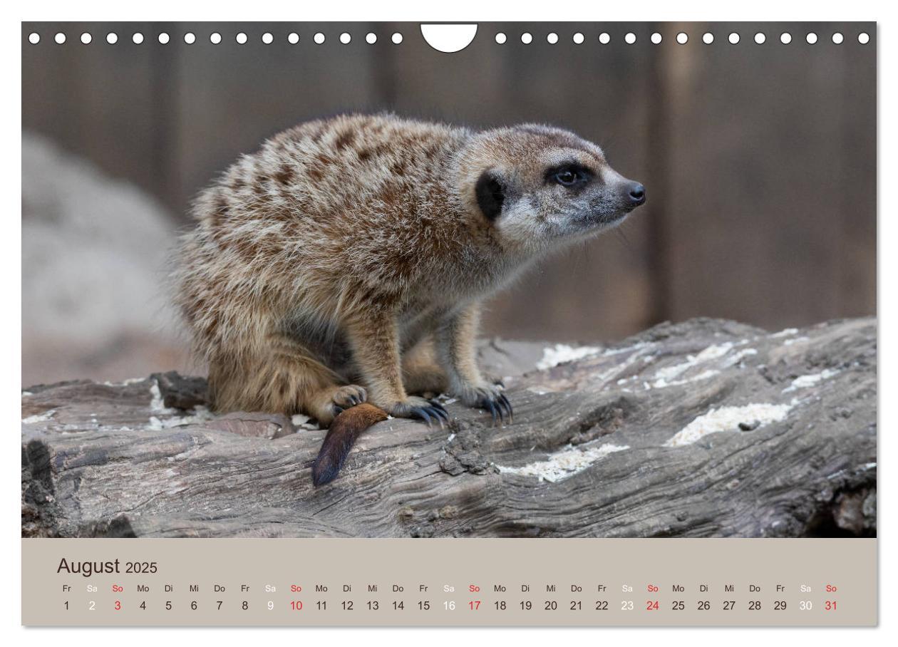 Bild: 9783435211548 | Quirlige Erdmännchen (Wandkalender 2025 DIN A4 quer), CALVENDO...