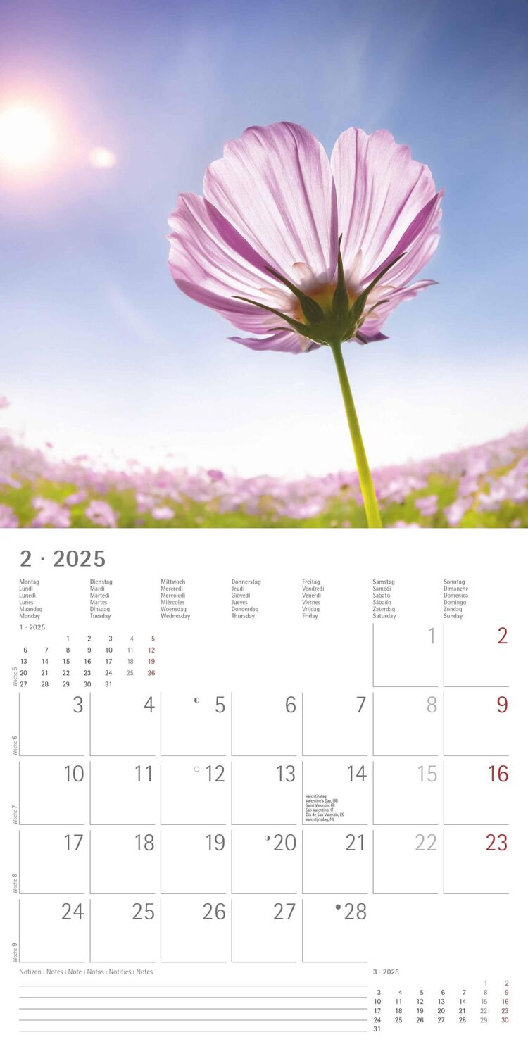 Bild: 4251732340902 | Sunny Moments 2025 - Broschürenkalender 30x30 cm (30x60 geöffnet) -...