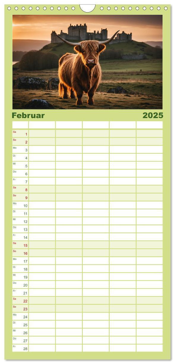 Bild: 9783457135563 | Familienplaner 2025 - Highland Kühe mit 5 Spalten (Wandkalender, 21...