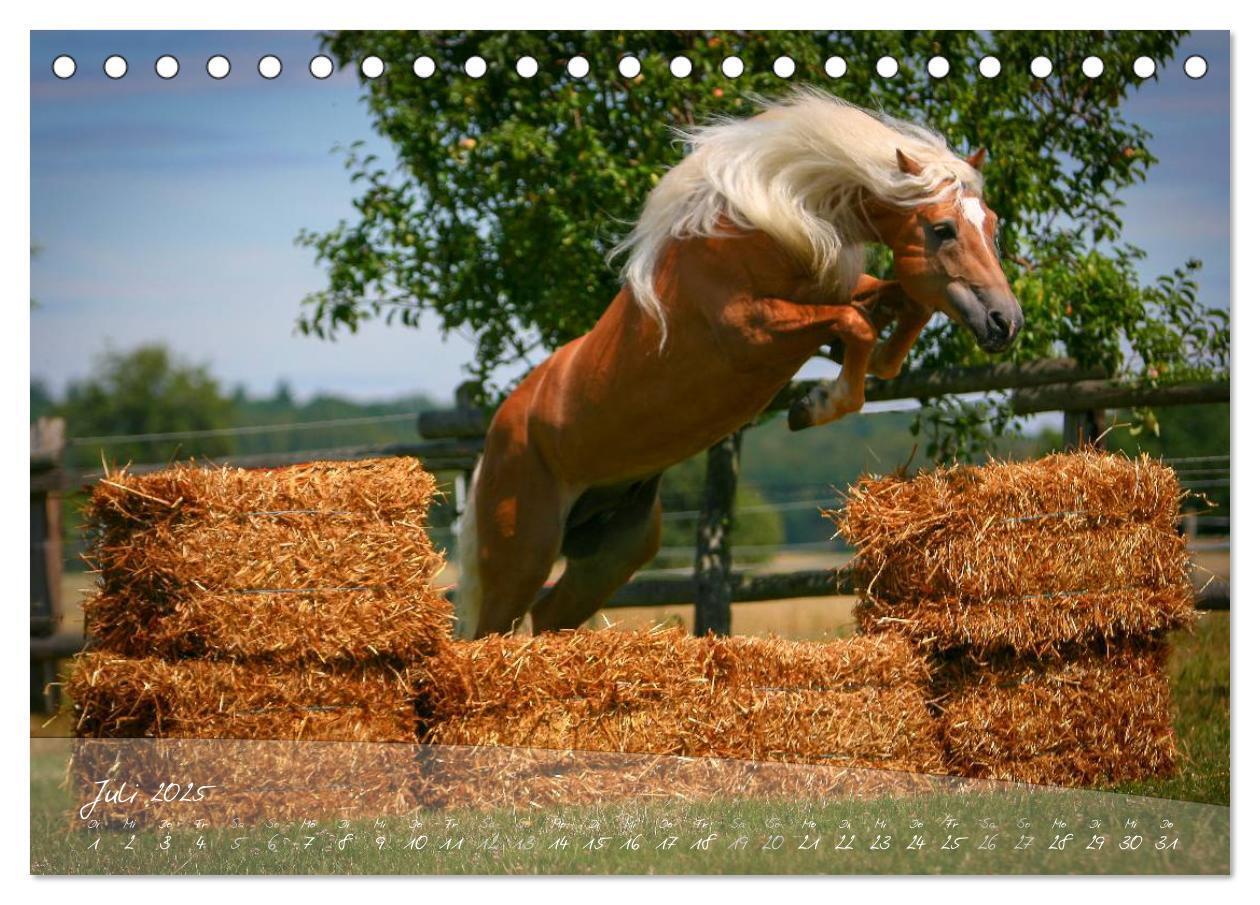 Bild: 9783435504121 | Haflinger-Pferde in Reinzucht (Tischkalender 2025 DIN A5 quer),...