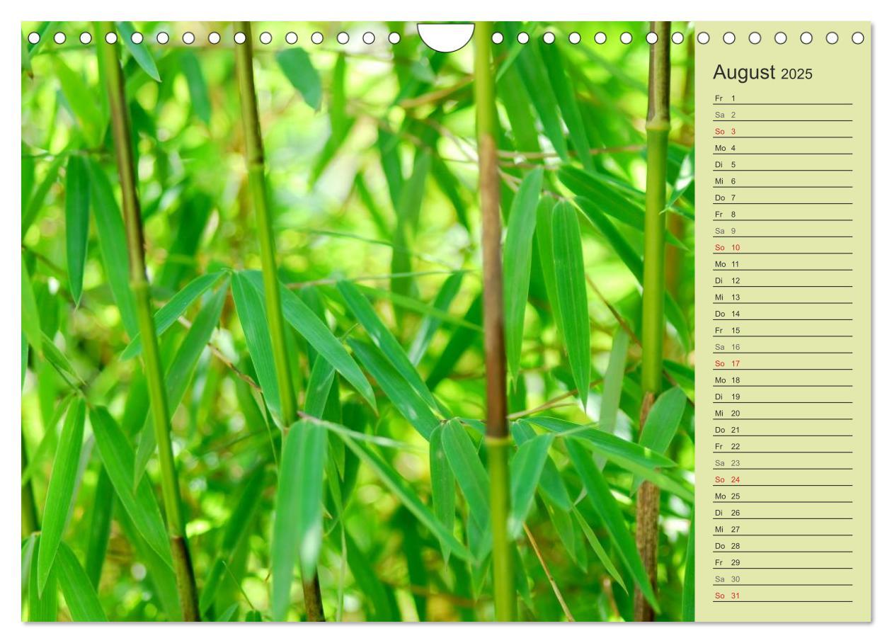 Bild: 9783435549757 | BAMBUS (Wandkalender 2025 DIN A4 quer), CALVENDO Monatskalender | 2025