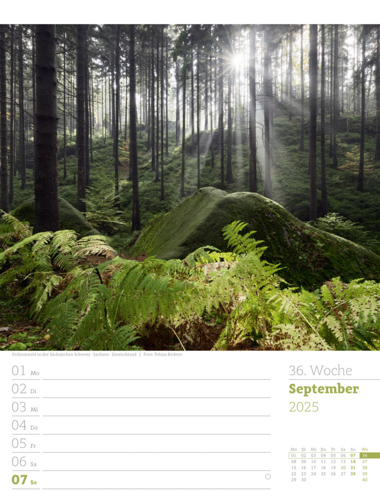 Bild: 9783838425979 | Unser Wald - Wochenplaner Kalender 2025 | Ackermann Kunstverlag | 2025