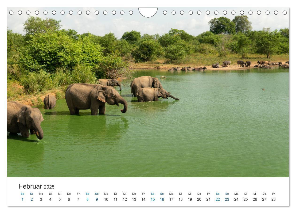 Bild: 9783435150786 | Traumziel Sri Lanka (Wandkalender 2025 DIN A4 quer), CALVENDO...