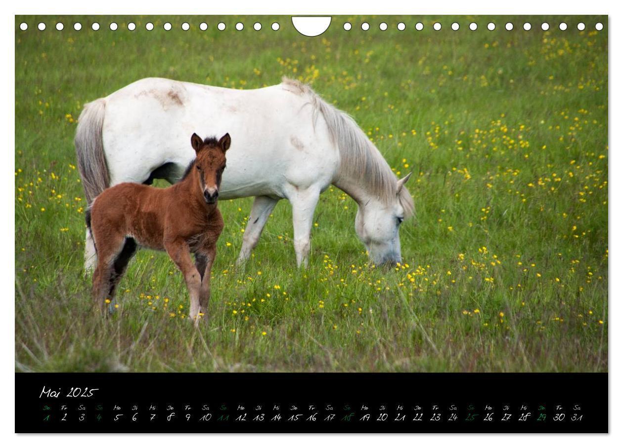 Bild: 9783435785032 | Charakterköpfe Islandpferde (Wandkalender 2025 DIN A4 quer),...