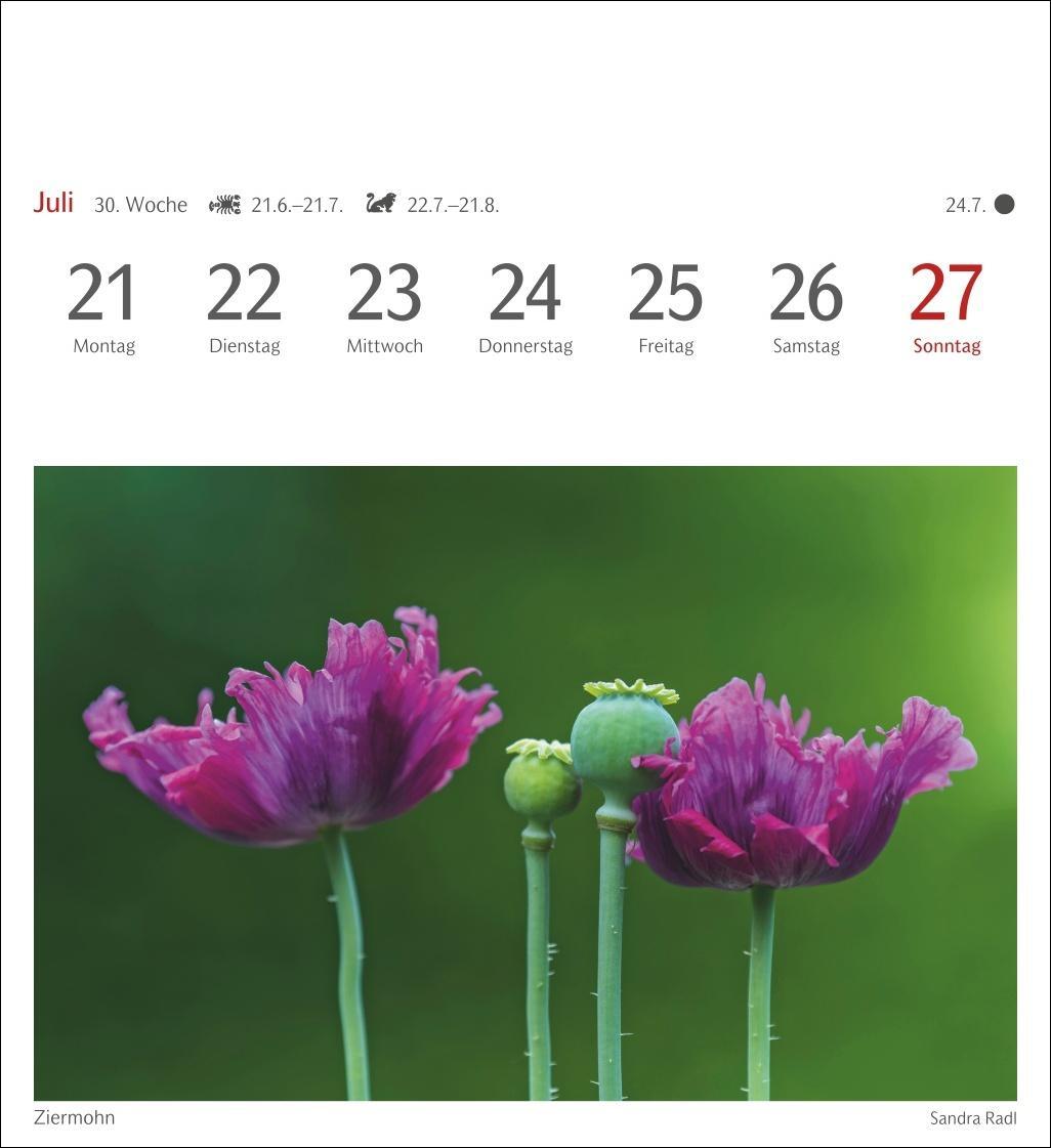 Bild: 9783840034268 | Farben der Natur Postkartenkalender 2025 - Wochenkalender mit 53...