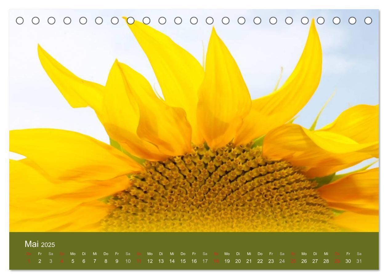 Bild: 9783435798957 | Sonnenblumen - die Blumen der Lebensfreude (Tischkalender 2025 DIN...