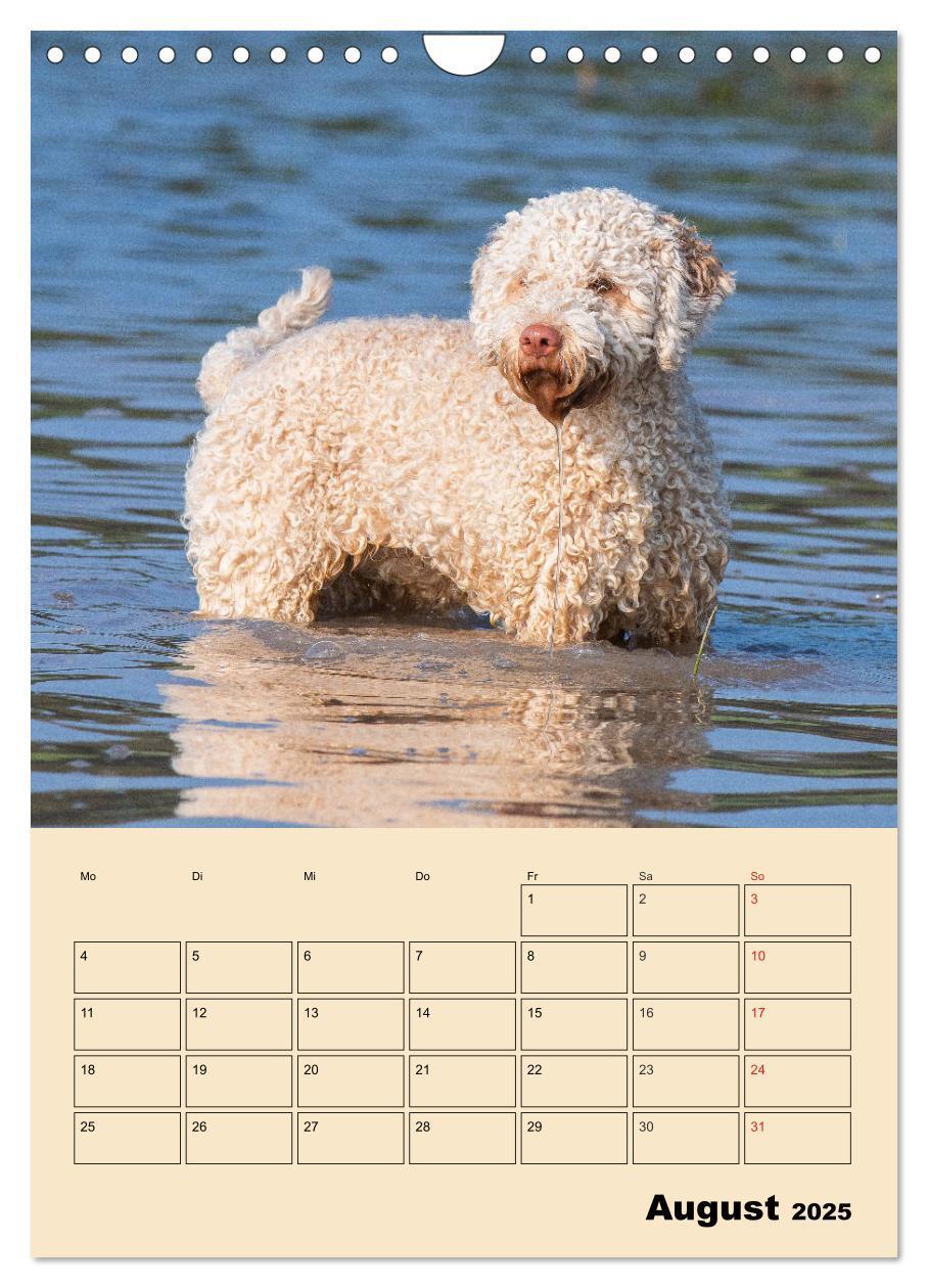 Bild: 9783435959495 | Jahresplaner Lagotto Romagnolo (Wandkalender 2025 DIN A4 hoch),...