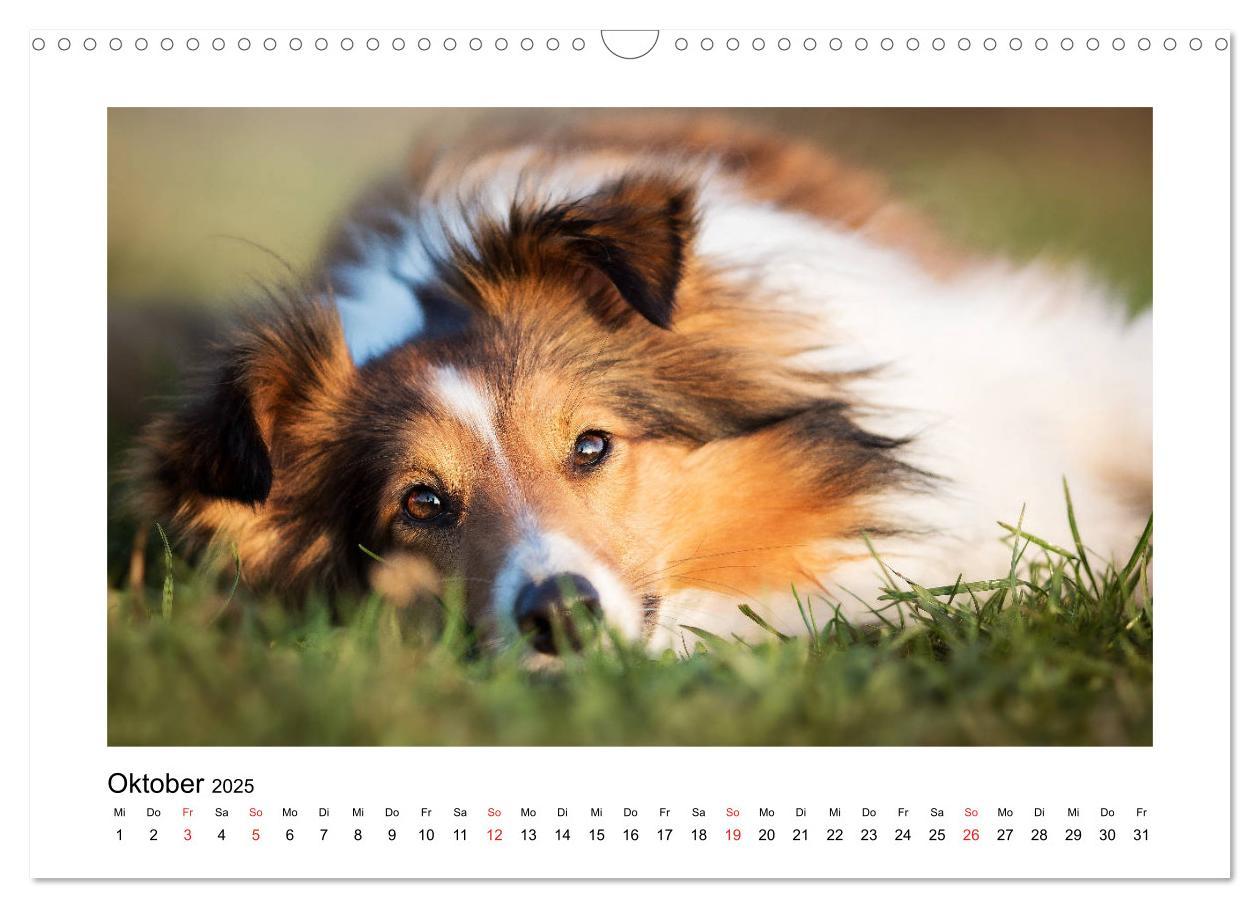 Bild: 9783435307944 | Herzensshelties - Shetland Sheepdogs (Wandkalender 2025 DIN A3...