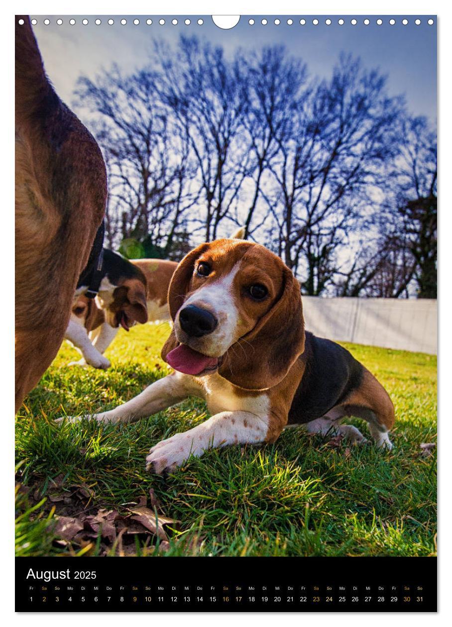 Bild: 9783435994915 | Beagle Action - Wilde Kuscheltiere (Wandkalender 2025 DIN A3 hoch),...