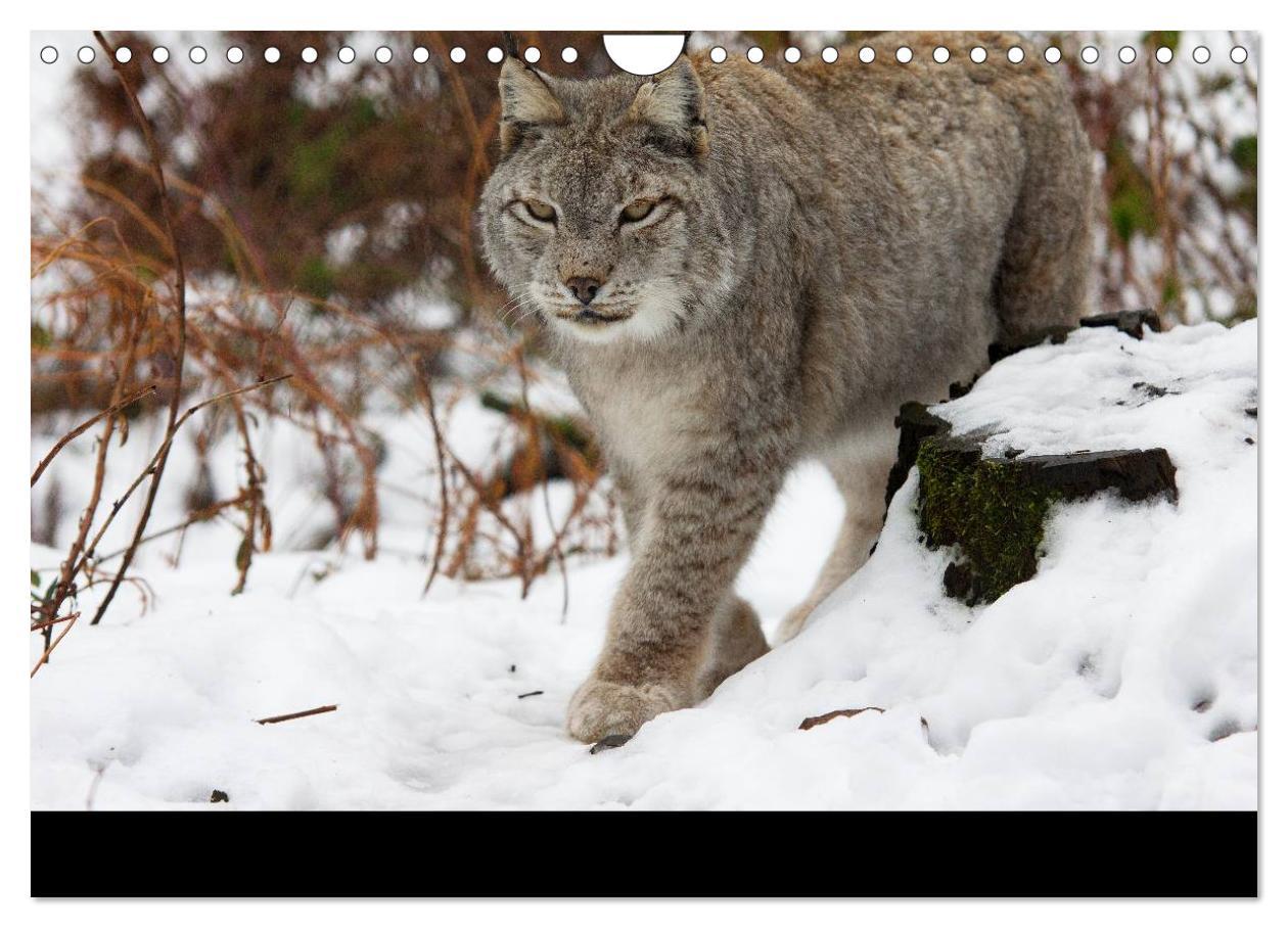 Bild: 9783435736645 | Der Luchs (Wandkalender 2025 DIN A4 quer), CALVENDO Monatskalender