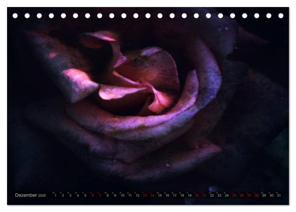 Bild: 9783435659104 | Gothic Rose - Rosen aus dem Garten der Finsternis (Tischkalender...