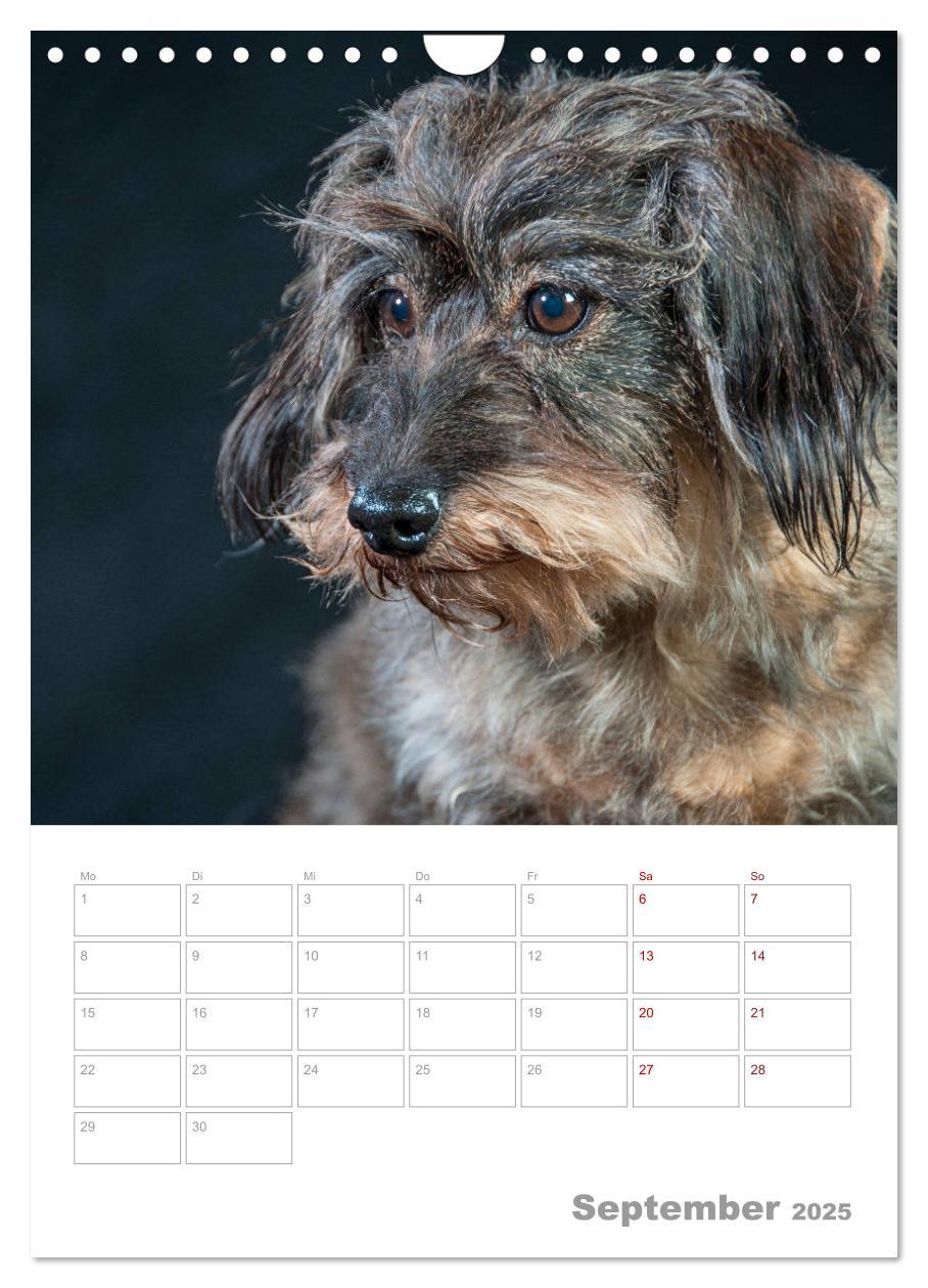 Bild: 9783435974030 | Dackelportraits (Wandkalender 2025 DIN A4 hoch), CALVENDO...