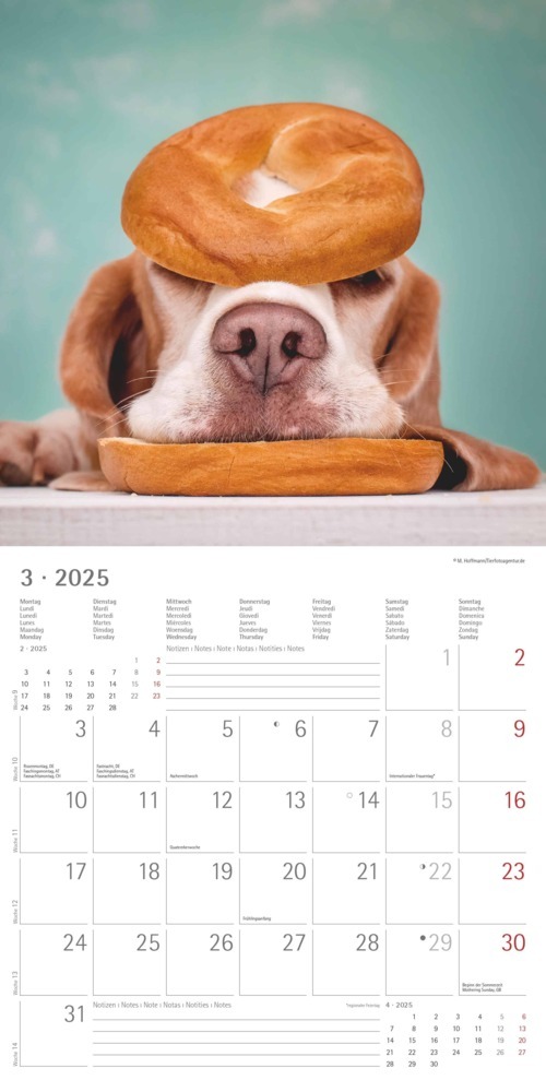 Bild: 4251732340810 | Alpha Edition - Funny Dogs 2025 Broschürenkalender, 30x30cm,...