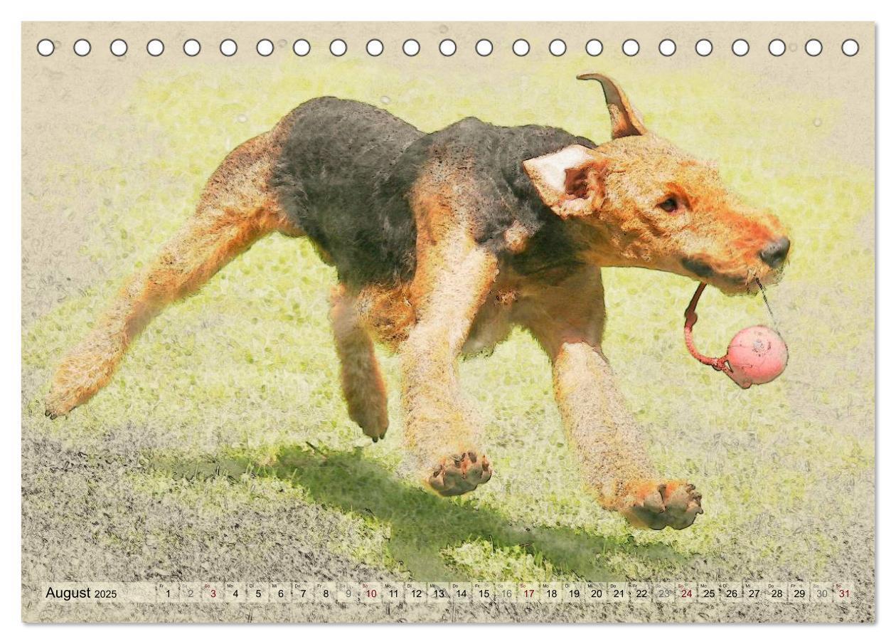 Bild: 9783435626366 | Airedale Terrier 2025 (Tischkalender 2025 DIN A5 quer), CALVENDO...