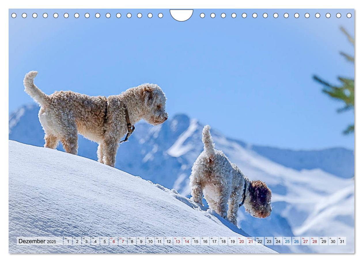 Bild: 9783435296095 | Lagotto Romagnolo in den Alpen 2025 (Wandkalender 2025 DIN A4...