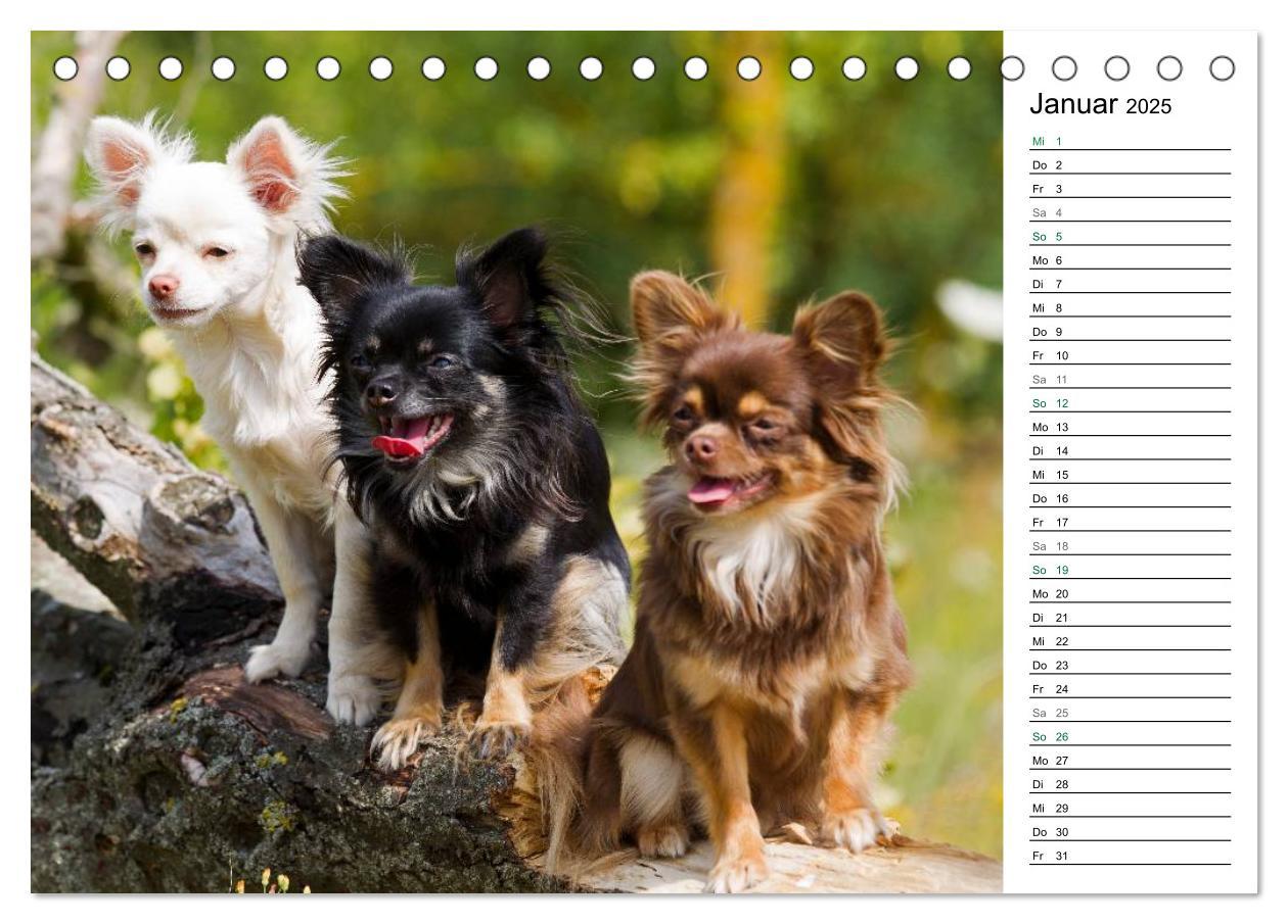 Bild: 9783435555789 | Chihuahuas - kleine Herzensbrecher (Tischkalender 2025 DIN A5...