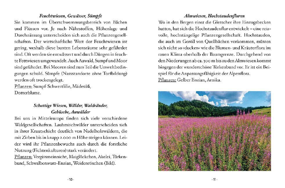 Bild: 9783710401756 | Das kleine Buch: Wildblumen auf Wiesen und Almen | Miriam Wiegele