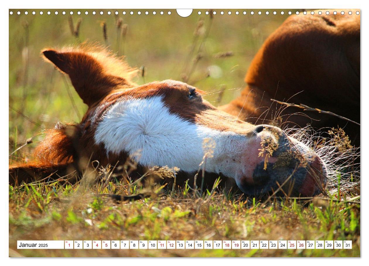 Bild: 9783435090259 | Fohlen - das Leben ist schön (Wandkalender 2025 DIN A3 quer),...