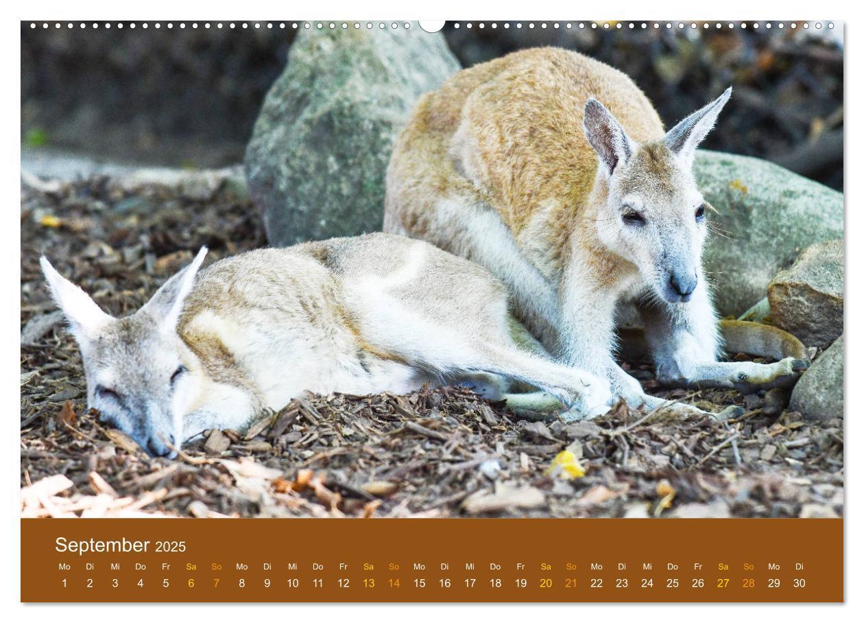 Bild: 9783435188680 | Kängurus, sprunghafte Gesellen (Wandkalender 2025 DIN A2 quer),...