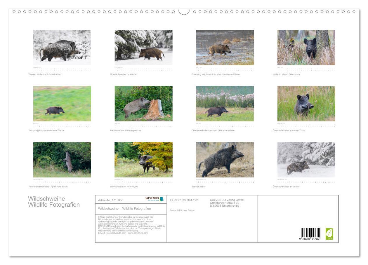 Bild: 9783383947681 | Wildschweine ¿ Wildlife Fotografien (Wandkalender 2025 DIN A2...