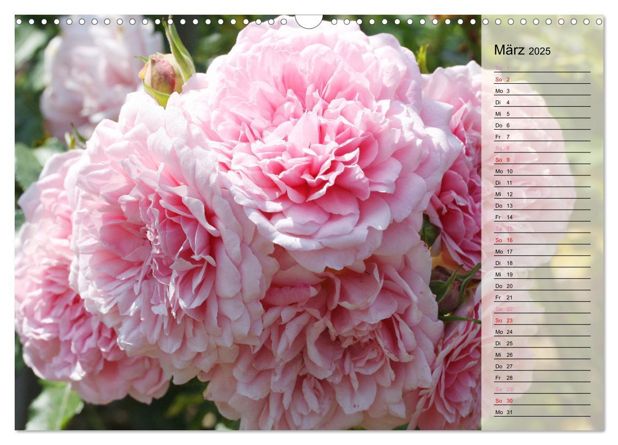 Bild: 9783457167700 | Rosensommer (Wandkalender 2025 DIN A3 quer), CALVENDO Monatskalender