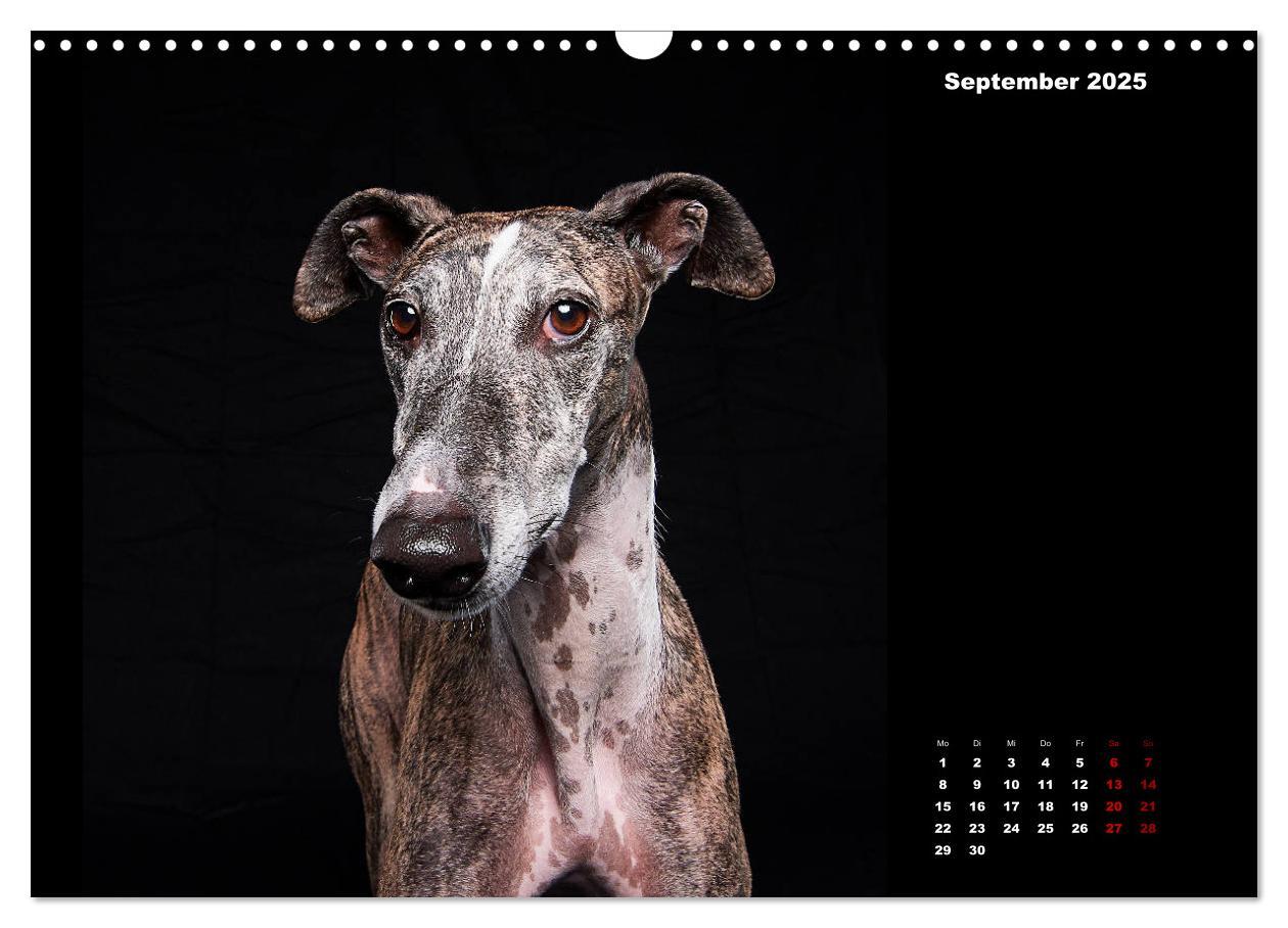 Bild: 9783435228522 | Die Stimme der Windhunde (Wandkalender 2025 DIN A3 quer), CALVENDO...