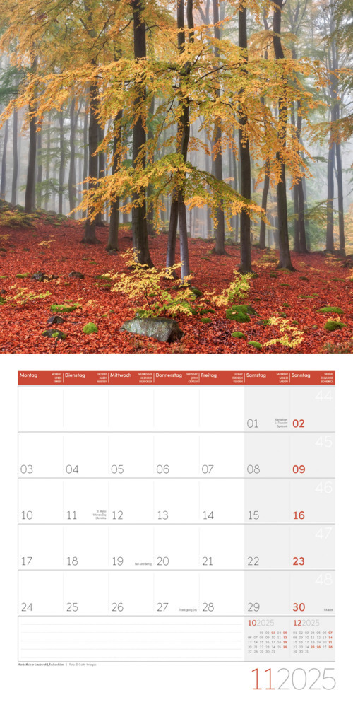 Bild: 9783838445120 | Bäume Kalender 2025 - 30x30 | Ackermann Kunstverlag | Kalender | 28 S.