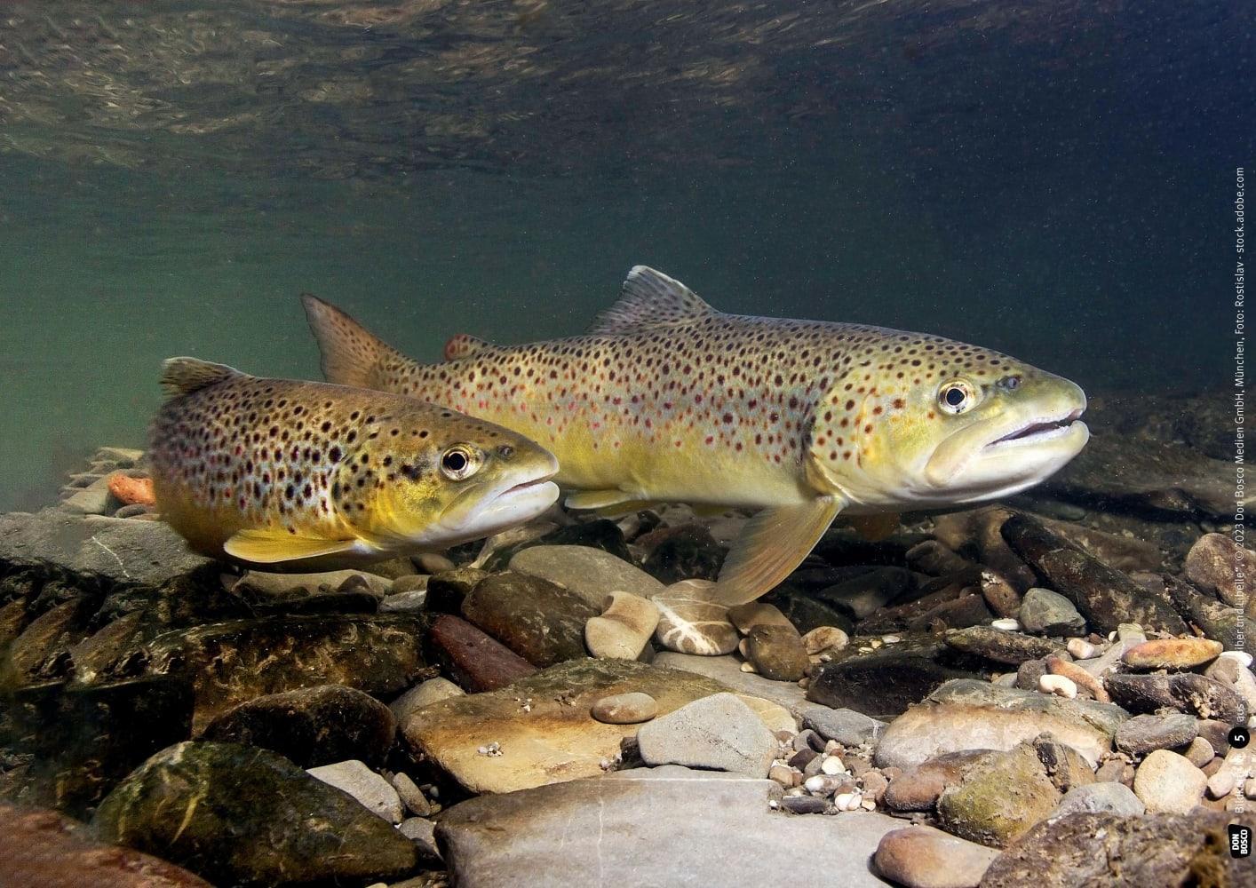 Bild: 4260694920756 | Frosch, Biber und Libelle. Tiere am Wasser. Kamishibai Bildkarten...