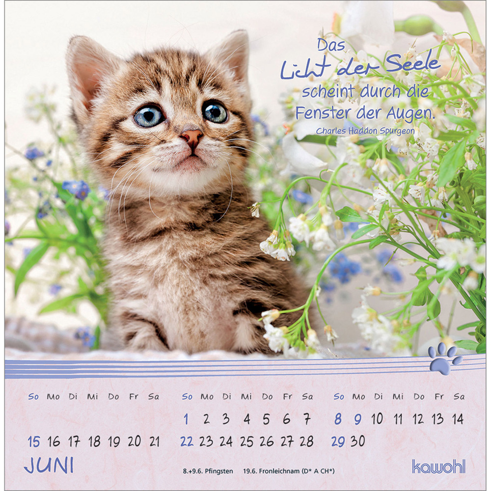 Bild: 9783754816950 | Kleine Katzen-Tatzen 2025 | Postkarten-Kalender | Kalender | 13 S.