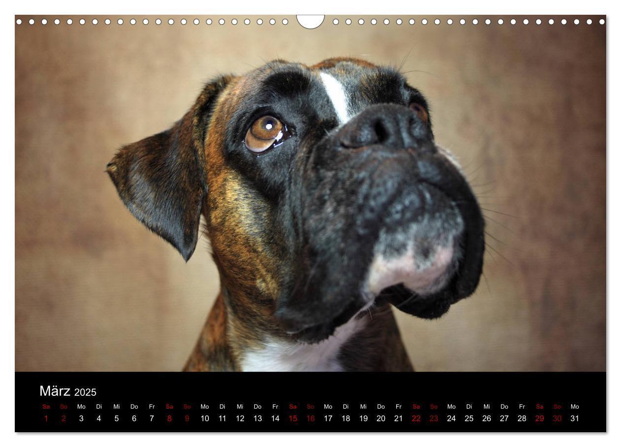 Bild: 9783435436255 | Liebenswerte Boxer (Wandkalender 2025 DIN A3 quer), CALVENDO...