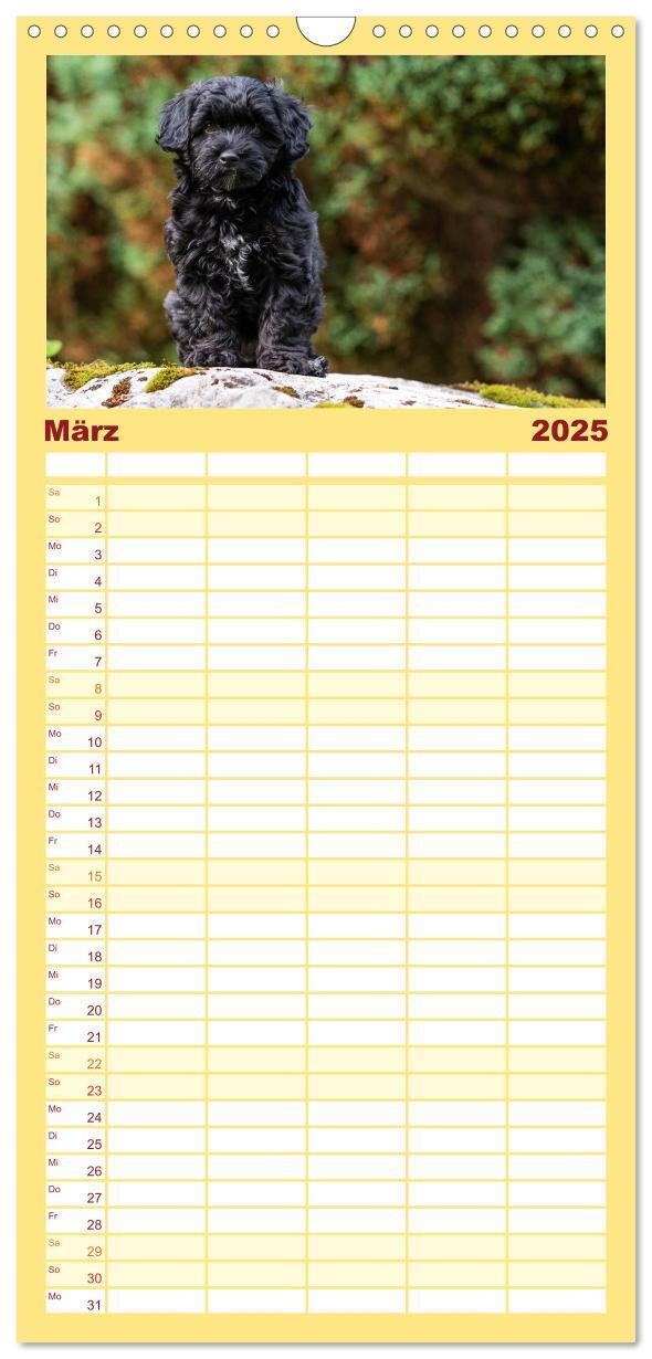 Bild: 9783457102107 | Familienplaner 2025 - Maltipoo Welpen mit 5 Spalten (Wandkalender,...