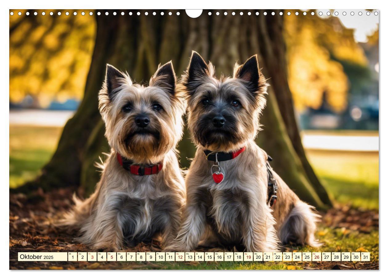 Bild: 9783435419906 | Cairn Terrier - lustiges Raubein aus Schottland (Wandkalender 2025...