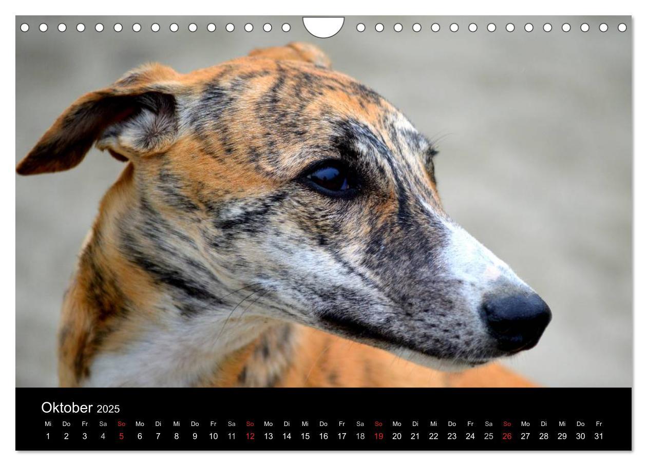 Bild: 9783435651290 | Whippet 2025 (Wandkalender 2025 DIN A4 quer), CALVENDO Monatskalender