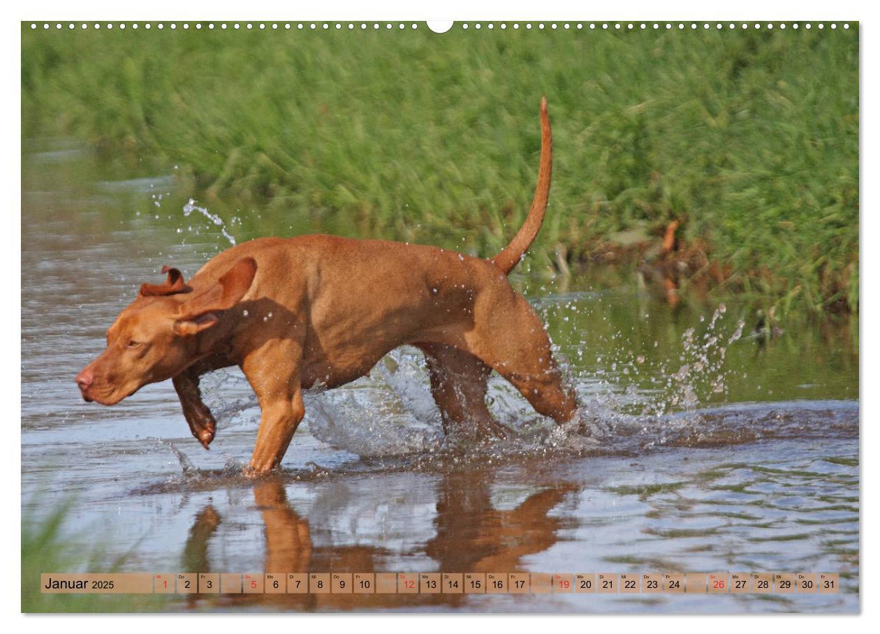 Bild: 9783435794157 | Magyar Vizsla - Vielseitiger Jagdhund mit Familienanschluss...