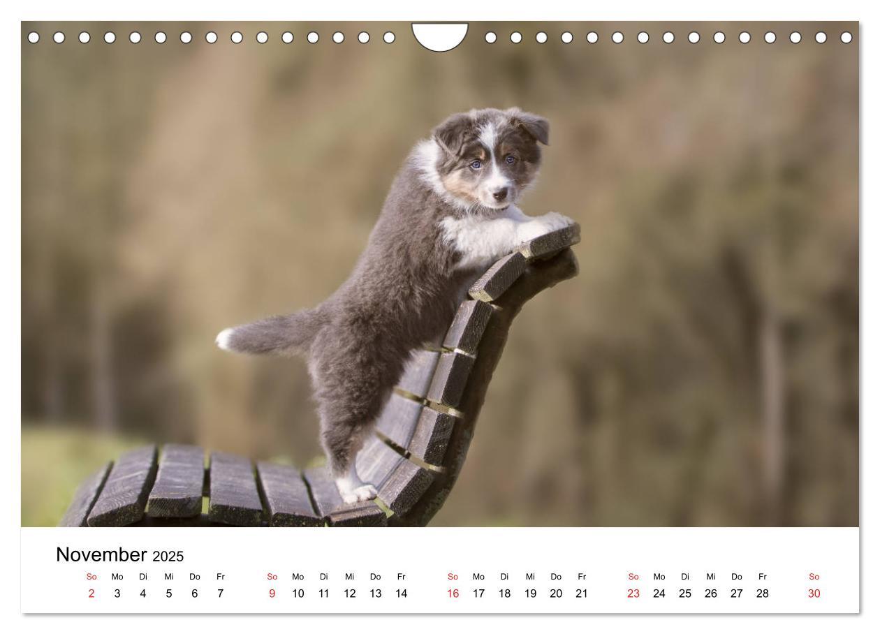 Bild: 9783435191802 | Border Collie - Bunt und clever! (Wandkalender 2025 DIN A4 quer),...