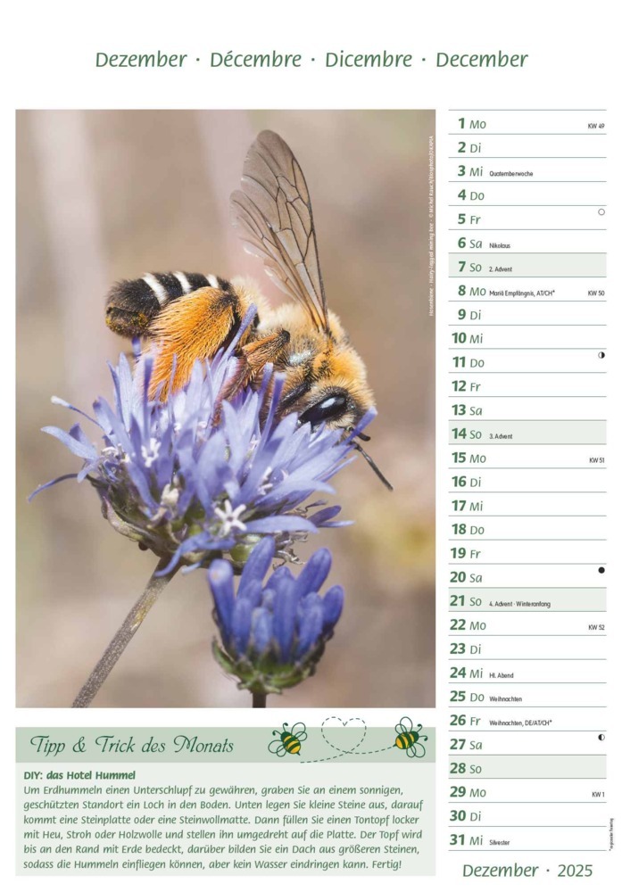 Bild: 4251732344399 | Alpha Edition - Bienen 2025 Bildkalender, 23,7x34cm, Kalender mit...