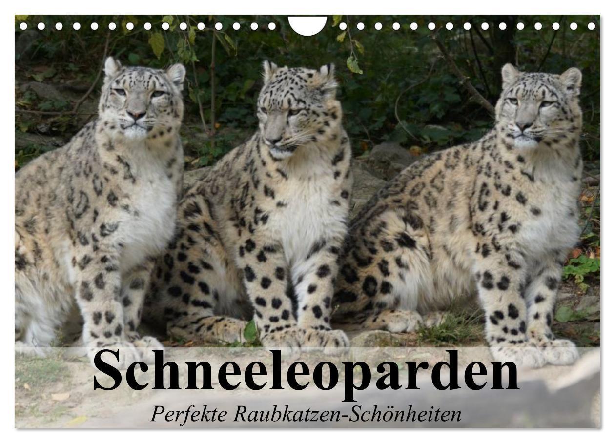 Cover: 9783435521241 | Schneeleoparden. Perfekte Raubkatzen-Schönheiten (Wandkalender 2025...