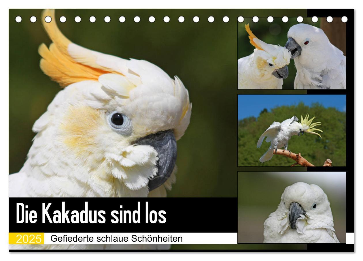 Cover: 9783435401017 | Die Kakadus sind los (Tischkalender 2025 DIN A5 quer), CALVENDO...