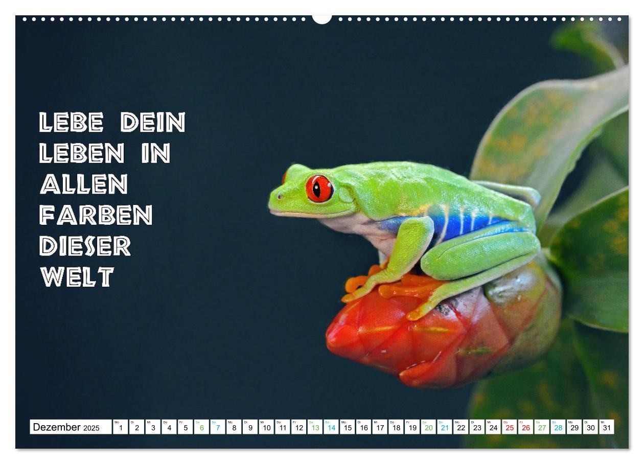 Bild: 9783383915772 | Frosch quakt Sprüche (Wandkalender 2025 DIN A2 quer), CALVENDO...