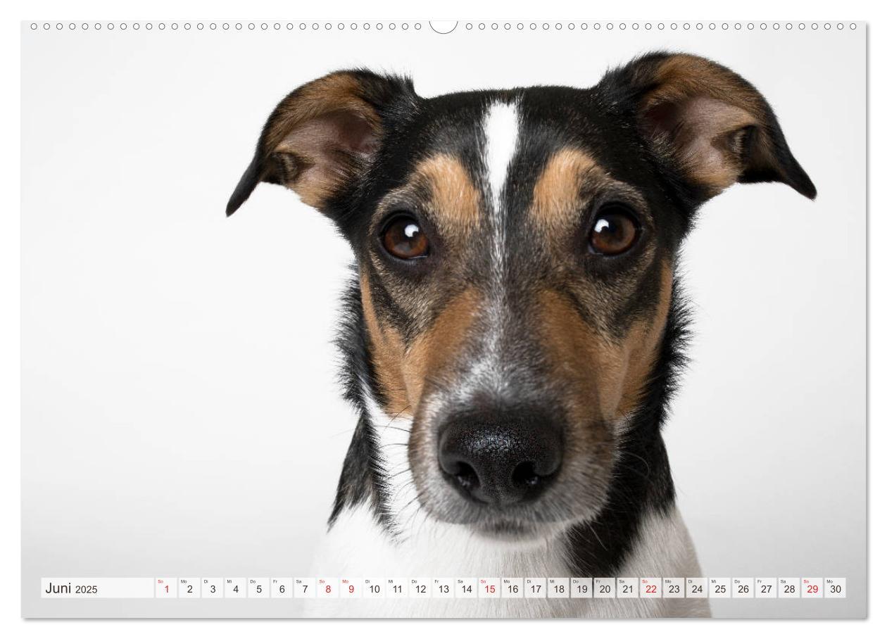 Bild: 9783435254255 | Kleine Hunde - Große Blicke (Wandkalender 2025 DIN A2 quer),...