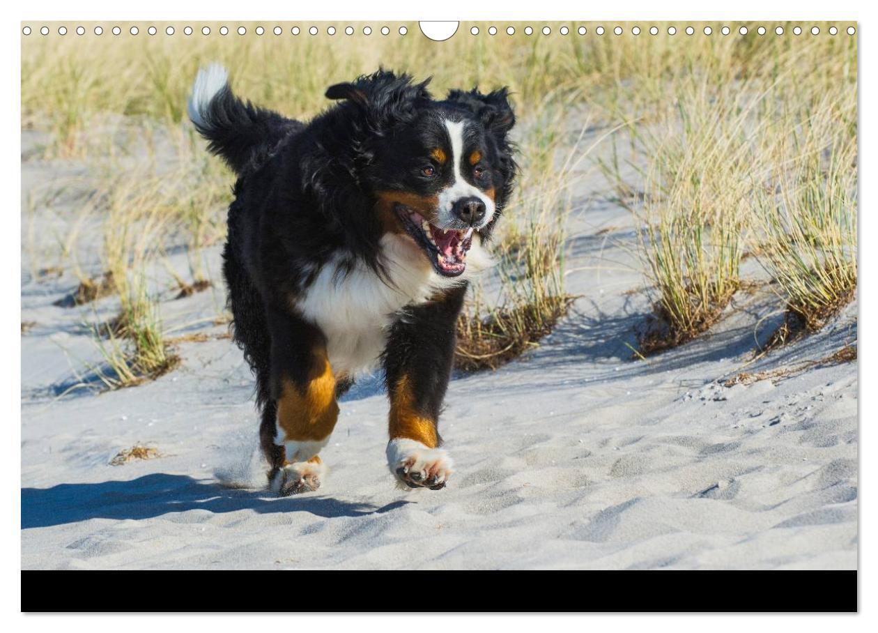 Bild: 9783435770465 | Berner Sennenhund 2025 (Wandkalender 2025 DIN A3 quer), CALVENDO...