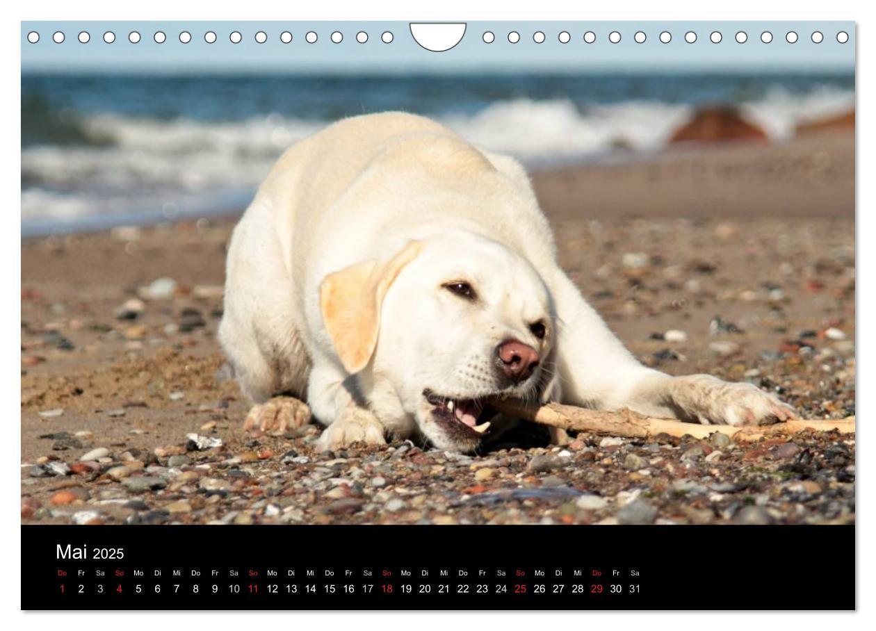 Bild: 9783435757114 | Labrador Retriever 2025 (Wandkalender 2025 DIN A4 quer), CALVENDO...