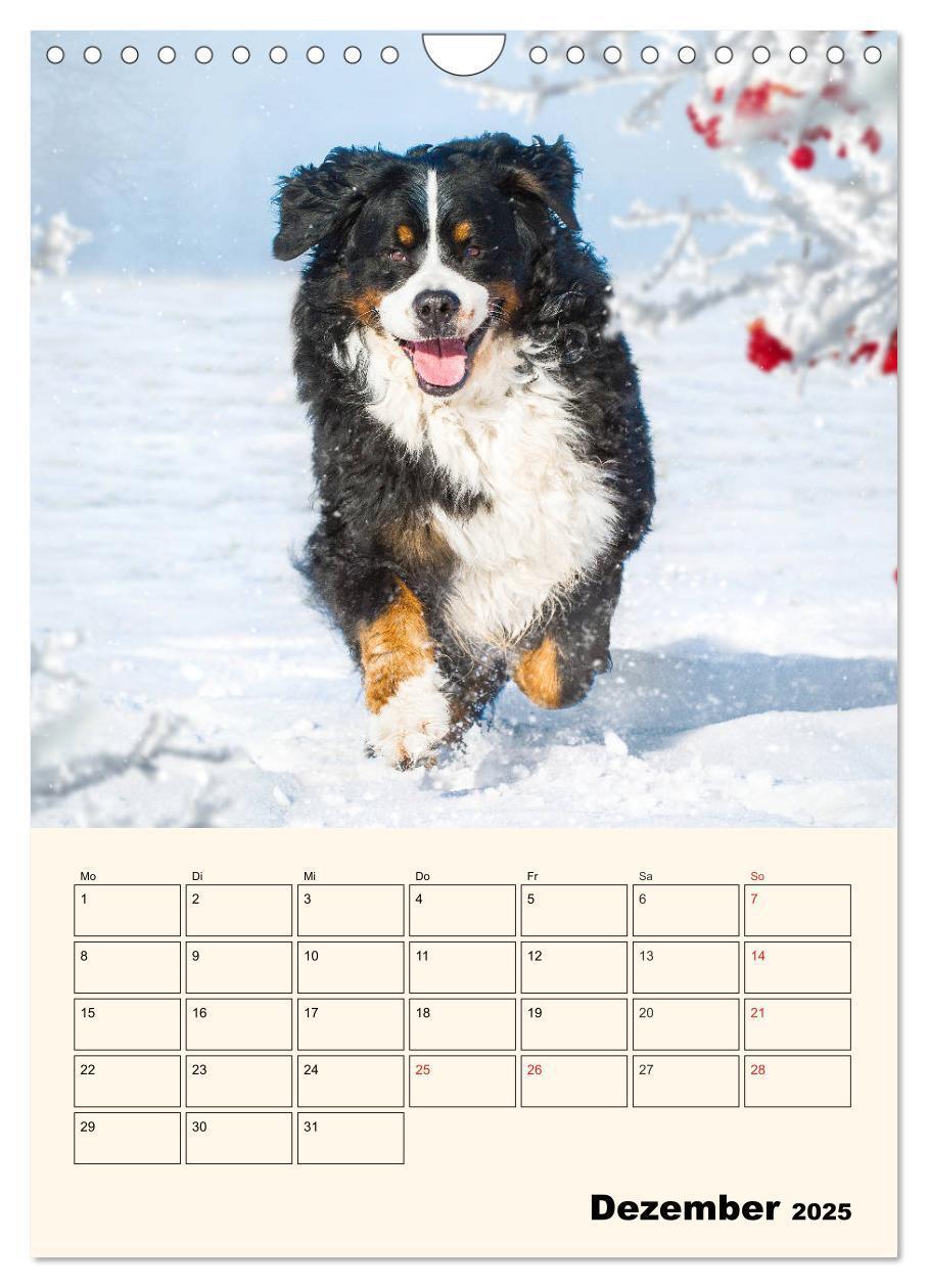 Bild: 9783435938315 | Traumhaft schön - Der Berner Sennenhund (Wandkalender 2025 DIN A4...