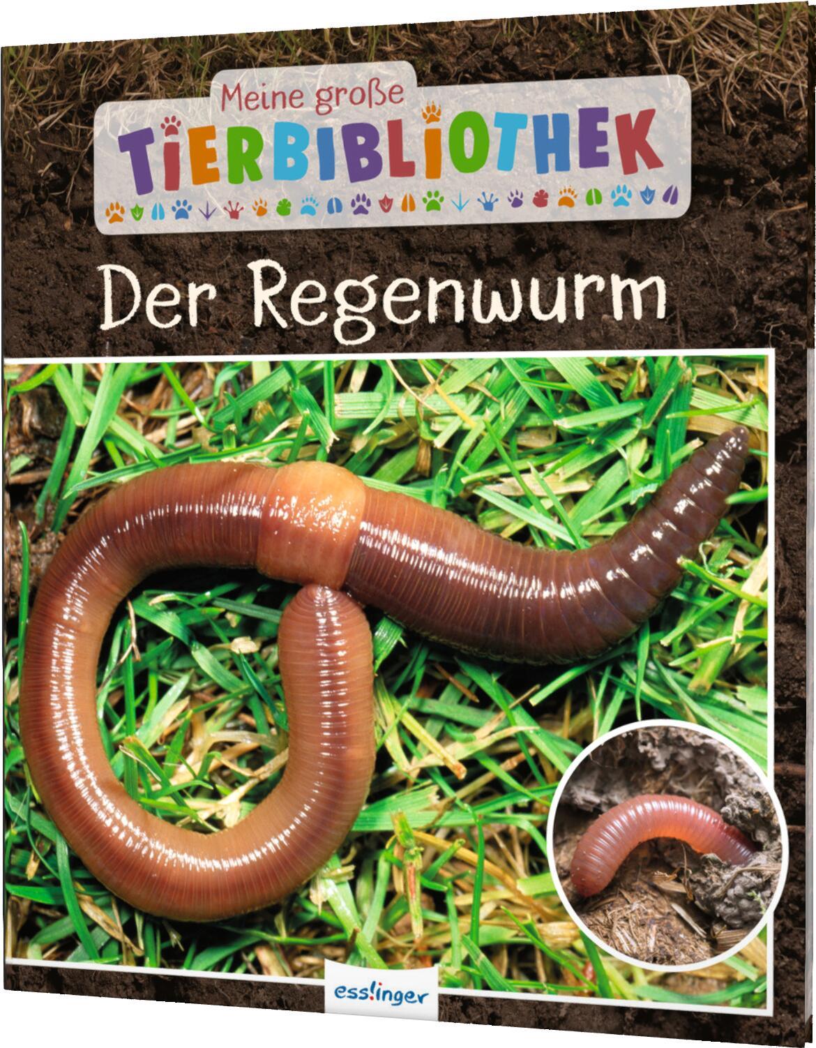 Cover: 9783480236237 | Meine große Tierbibliothek: Der Regenwurm | Valérie Tracqui | Buch