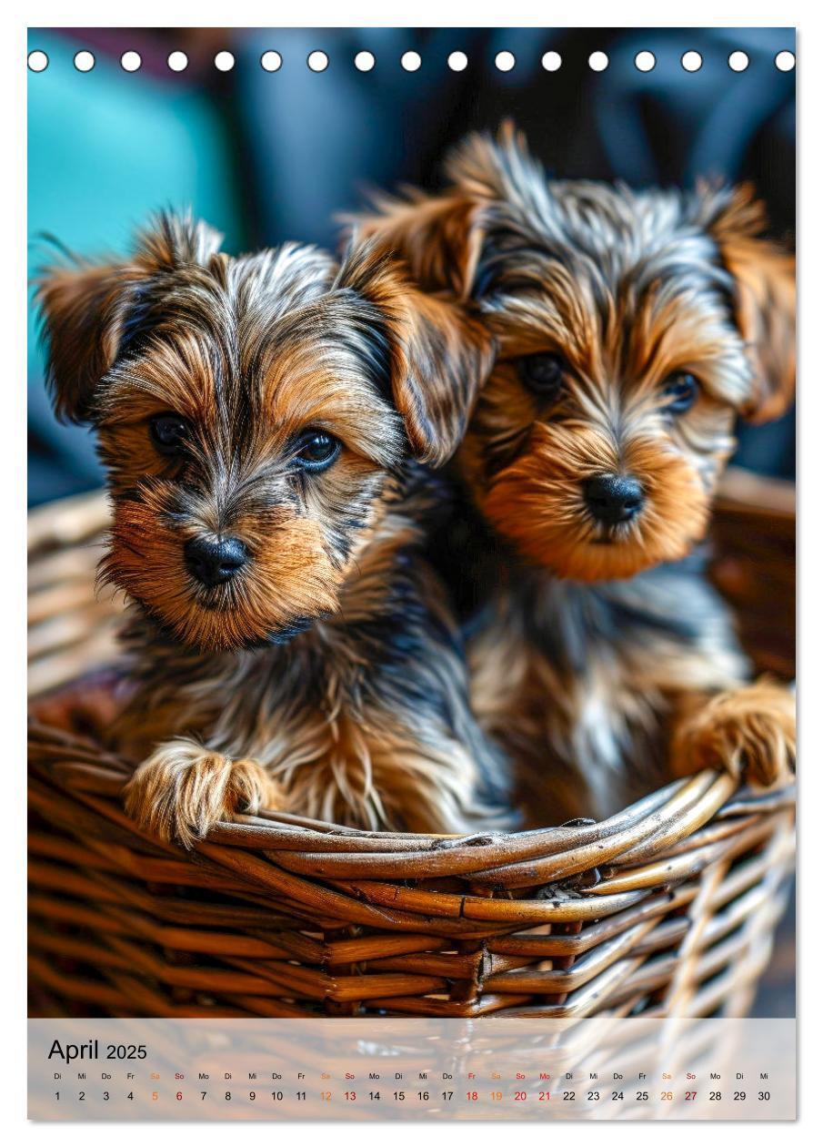 Bild: 9783383771743 | Yorkshire Terrier - ein Hund mit starkem Charakter (Tischkalender...