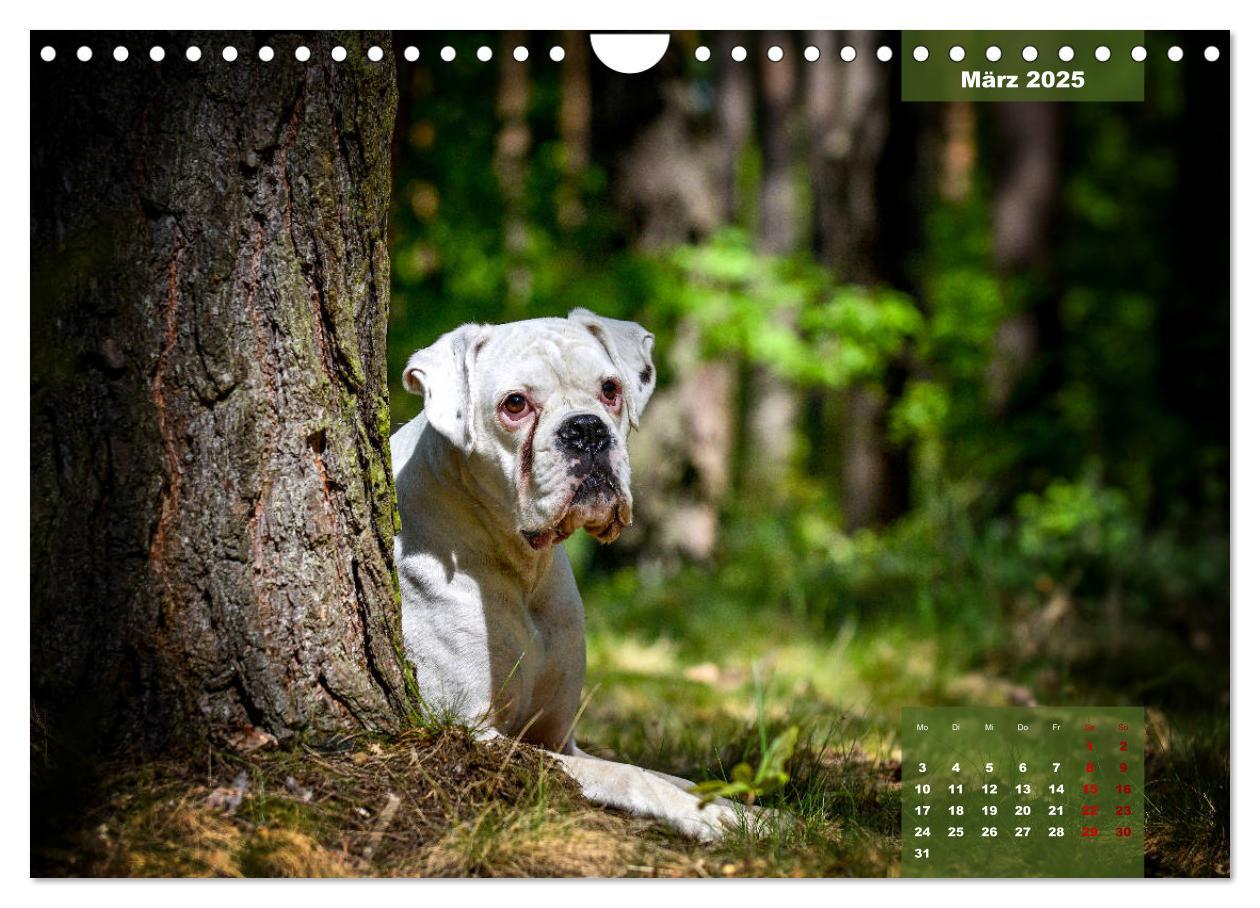 Bild: 9783435110896 | Boxer Frech und fröhlich durch das Jahr (Wandkalender 2025 DIN A4...