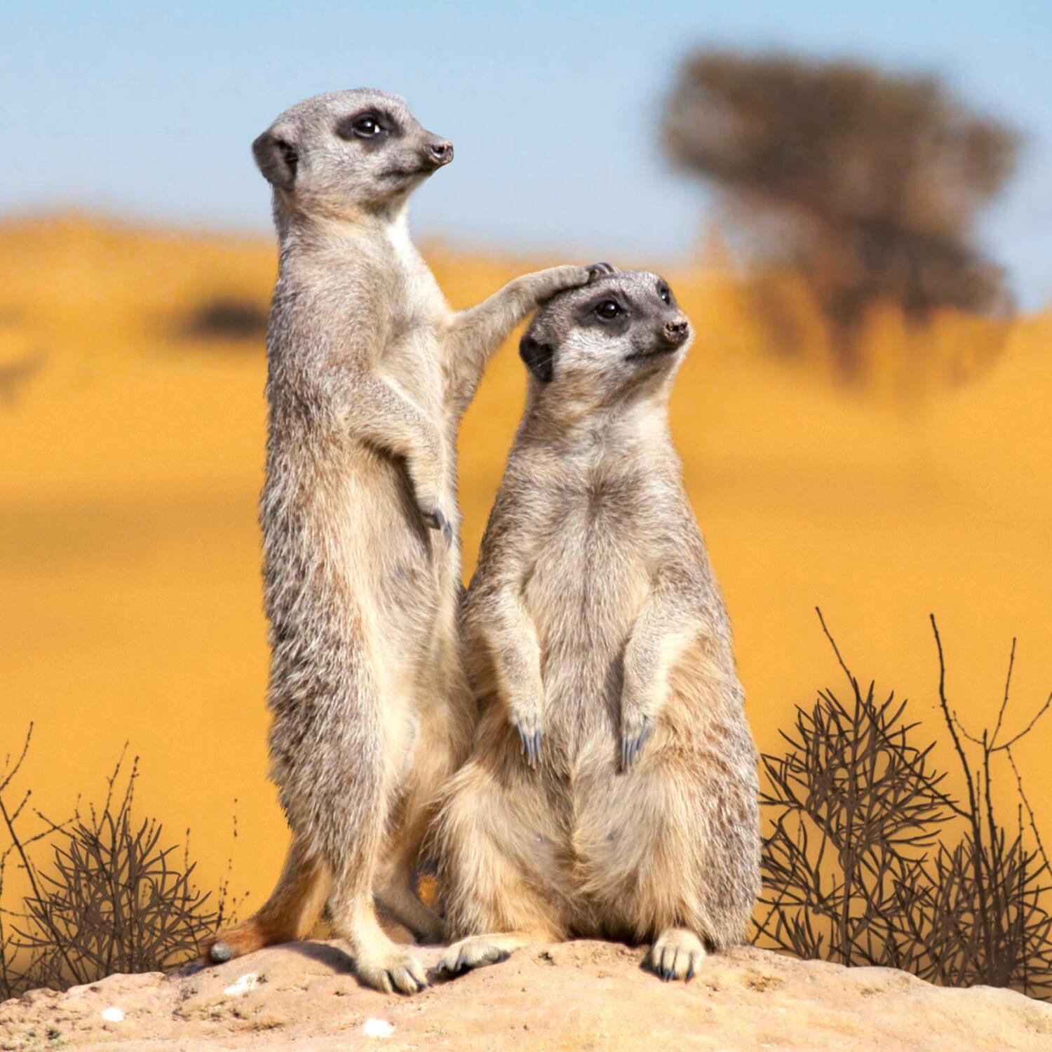 Bild: 9783959294683 | Meerkats/Erdmännchen 2025 | Kalender 2025 | Kalender | Artwork Edition