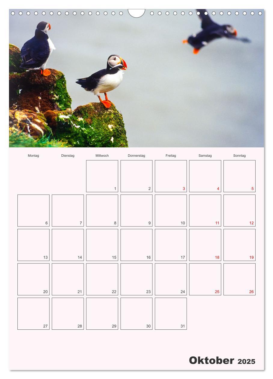 Bild: 9783435927296 | Papageitaucher Monatsplaner (Wandkalender 2025 DIN A3 hoch),...