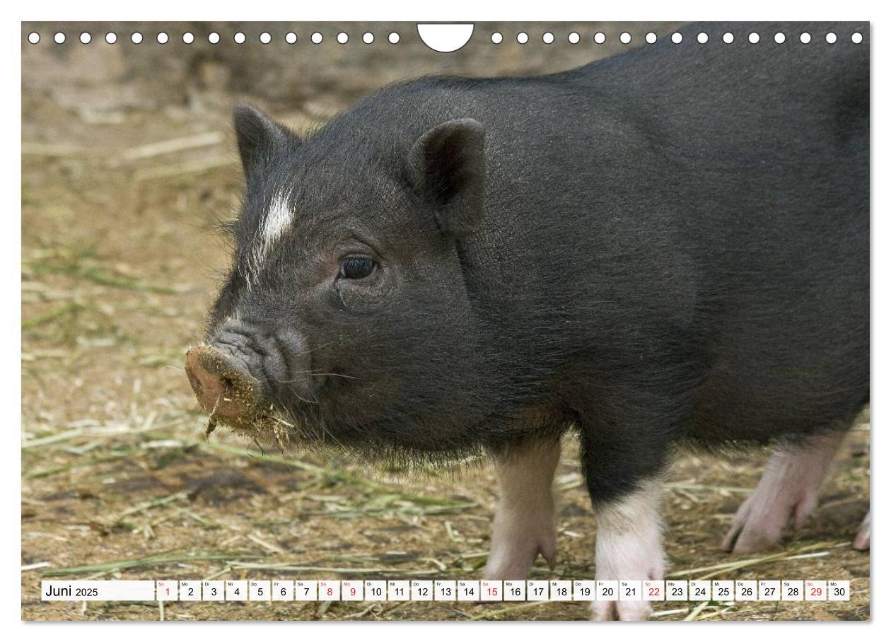 Bild: 9783435602292 | Von Säuen die Schwein haben! (Wandkalender 2025 DIN A4 quer),...