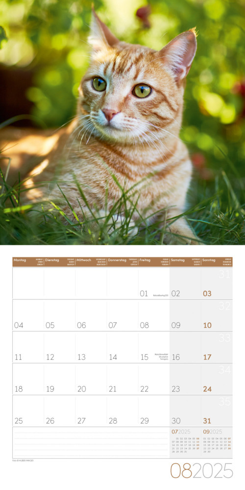 Bild: 9783838445205 | Katzen Kalender 2025 - 30x30 | Ackermann Kunstverlag | Kalender | 2025